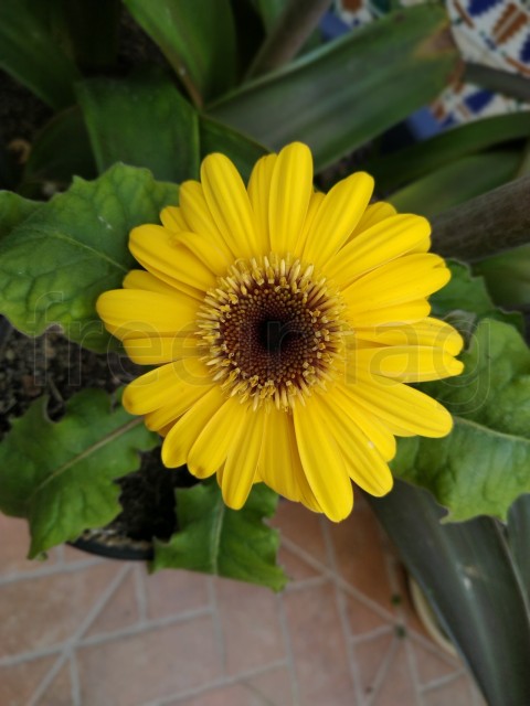 Gerberas Amarillas Simboliza energía positiva, calidez y amabilidad, sonrisas y alegría.