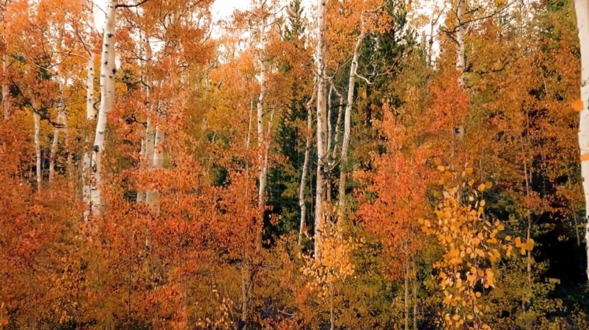 Imagen arboles bosque otoño