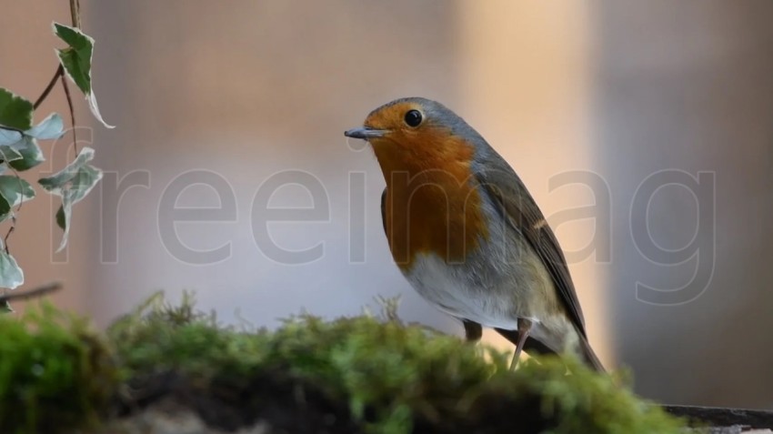 Foto pájaro de cerca