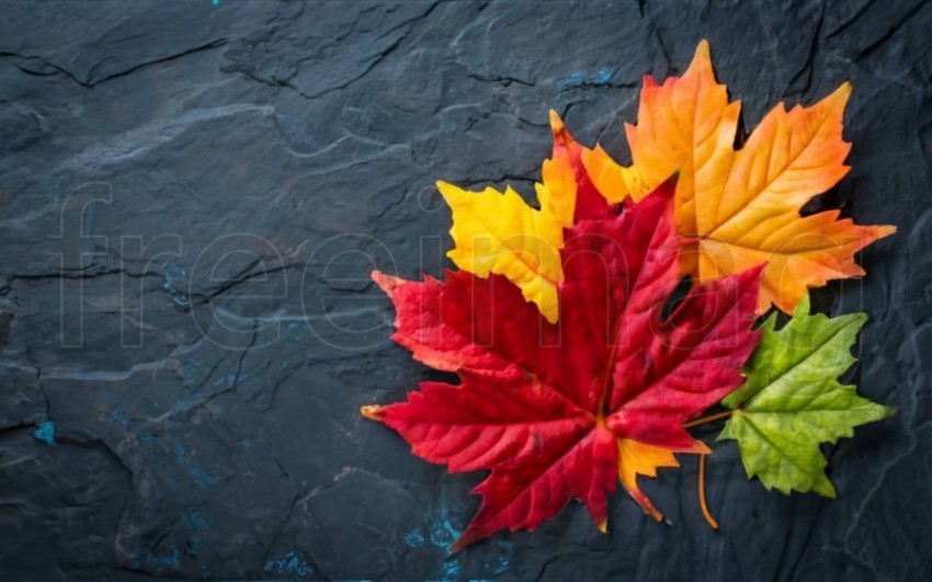 Fondo otoñal con hojas rojas de colores sobre fondo azul pizarra