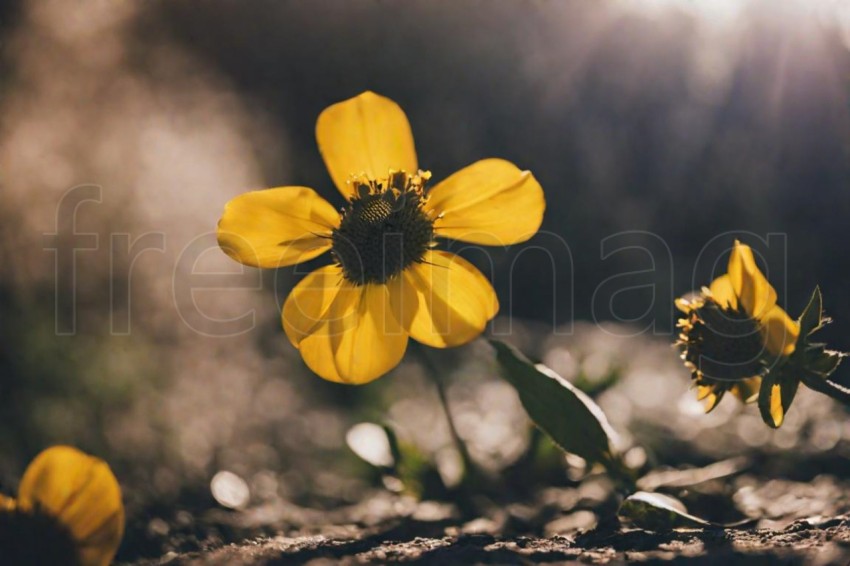 Flor, Gemswurz, Amarillo