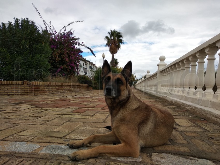 Perro mirando hacia arriba