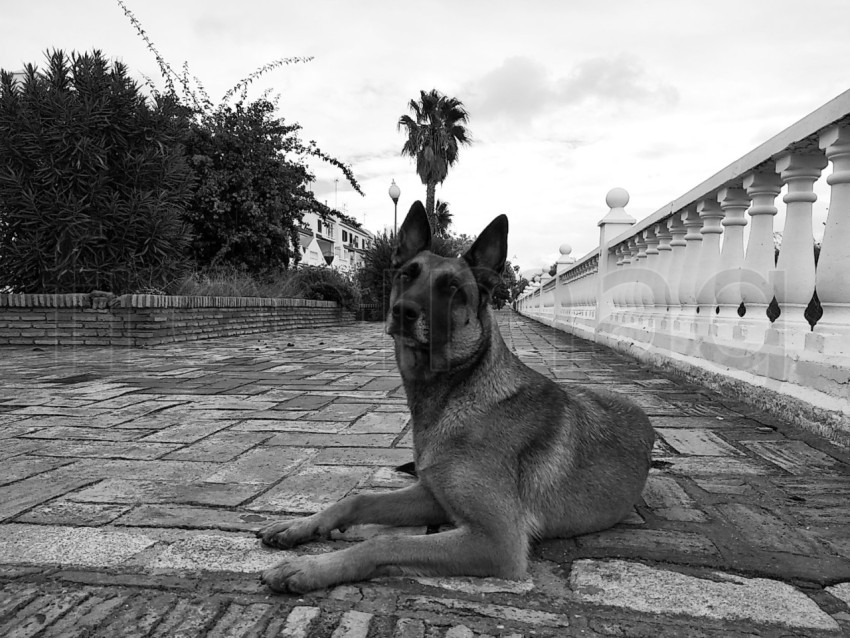 Perro  mirando hacia arriba blanco negro