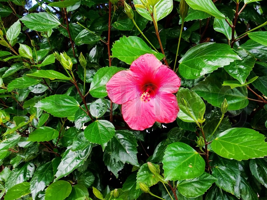 Flor roja con fondo hojas verdes.