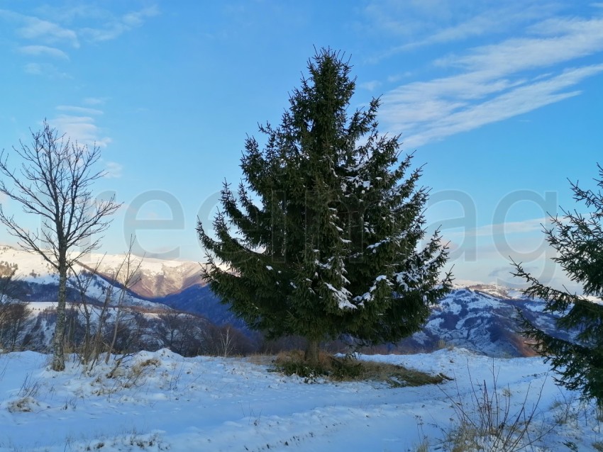 Árbol pino invierno