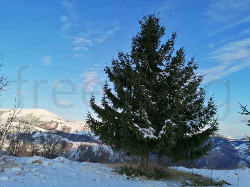 Pino árbol temporada de invierno