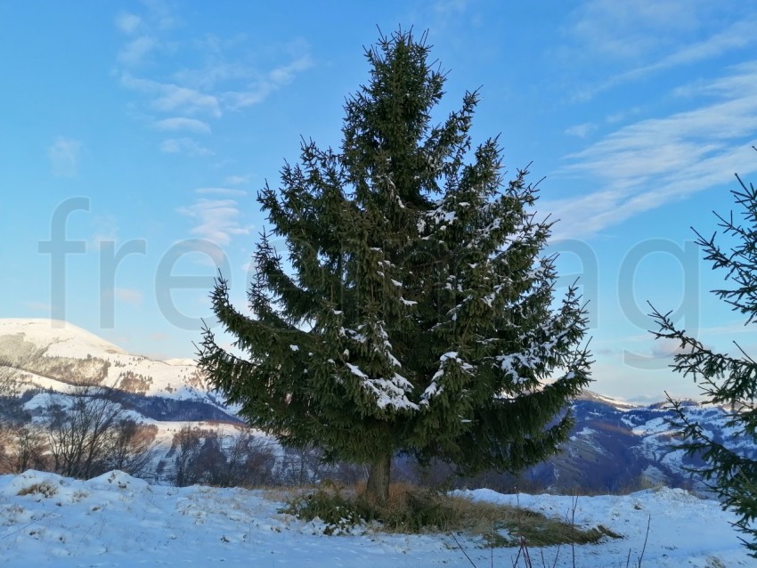 Árbol temporada de invierno