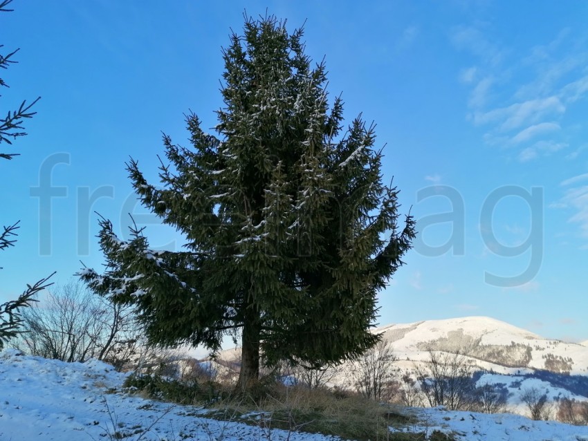 Árbol fondo montaña