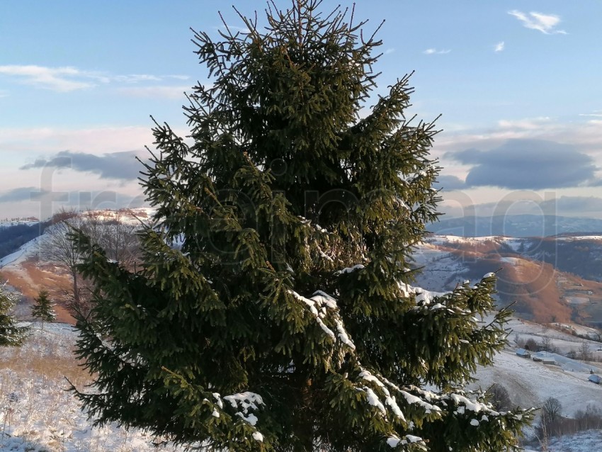 Árbol y nieve