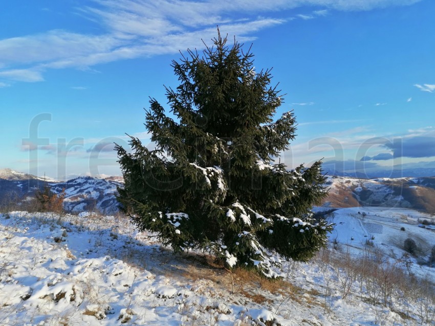 Temporada de invierno árbol