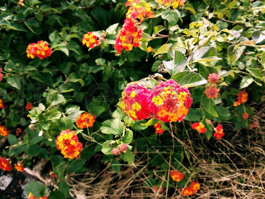 Bonitas flores de combinaciones rojas y amarillas.