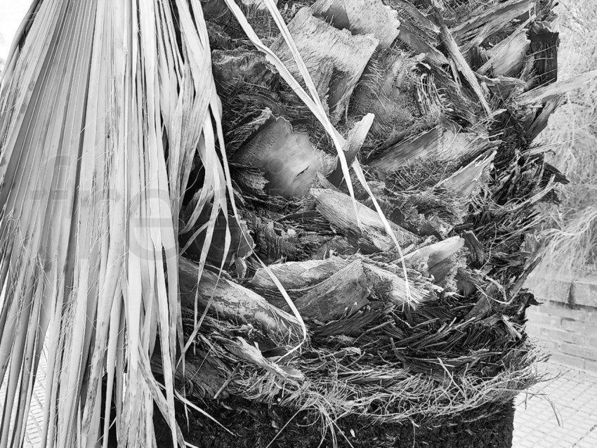 Tronco de palmera en blanco y negro