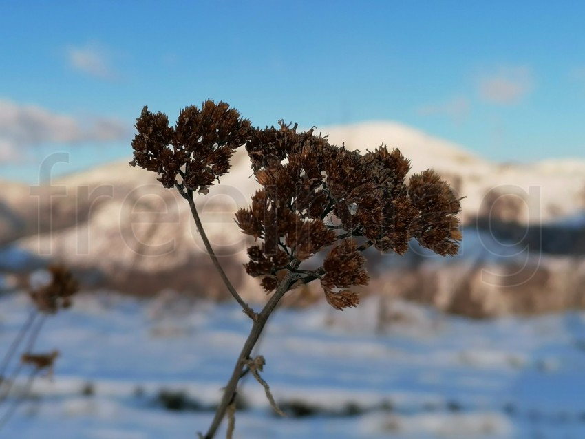 Planta seca fondo temporada de invierno