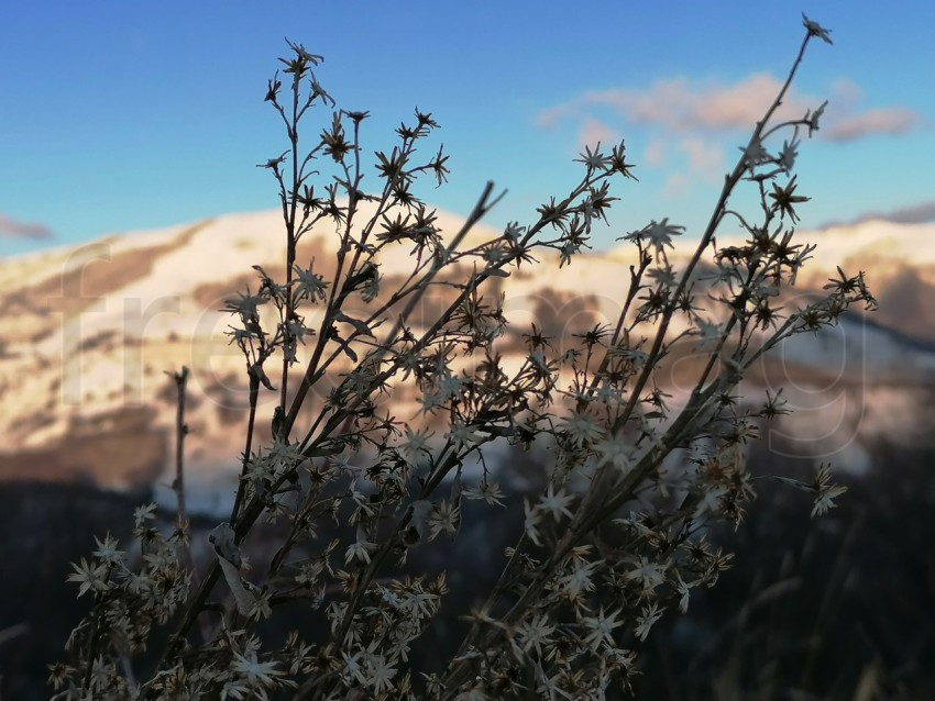 Plantas fondo montaña