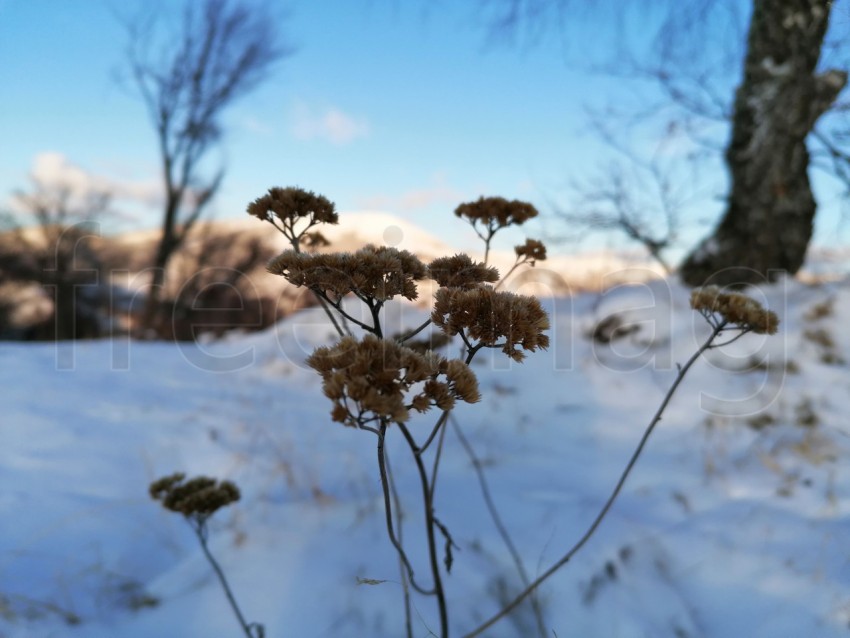 Planta paisaje de invierno