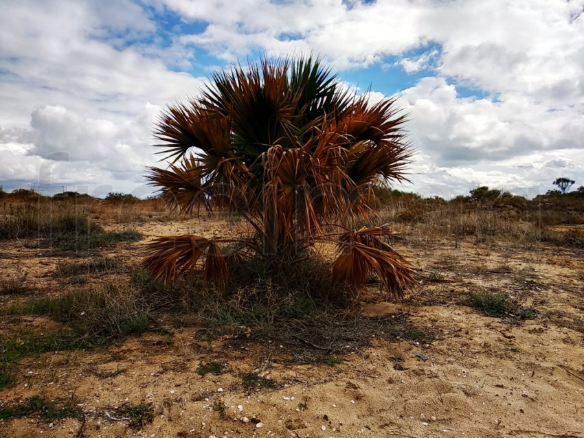 Una pequeña palmera