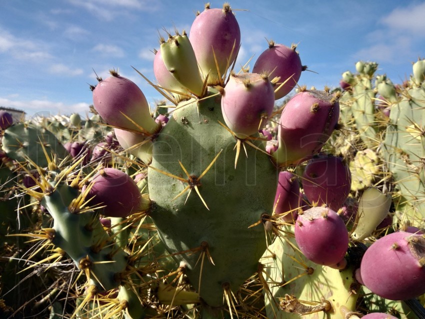 El cactus Nopal Género Opuntia con Frutos Rojos