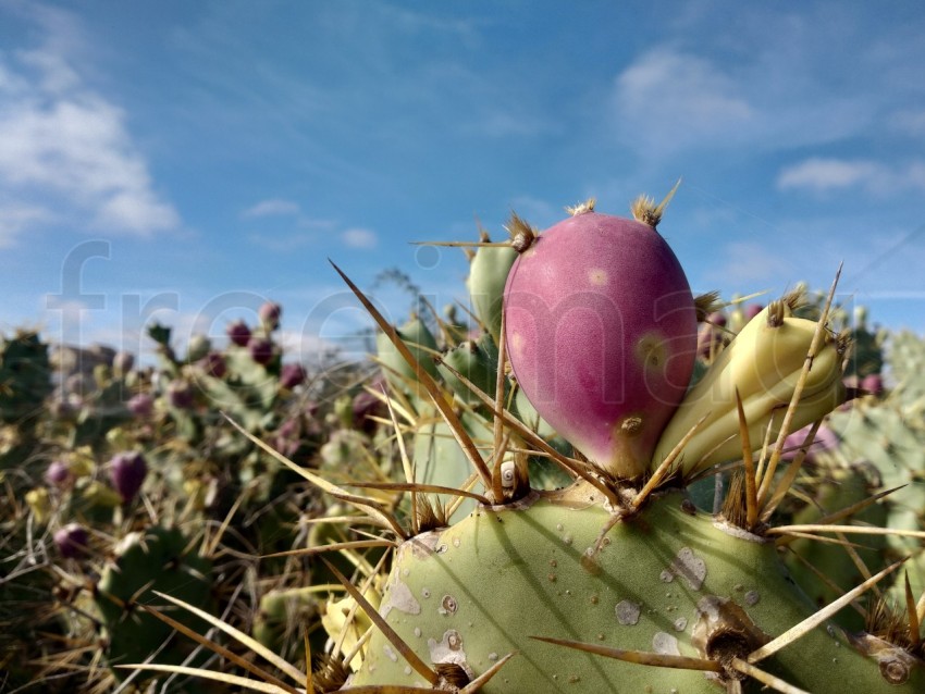 Opuntia género  fruto de cactus natural