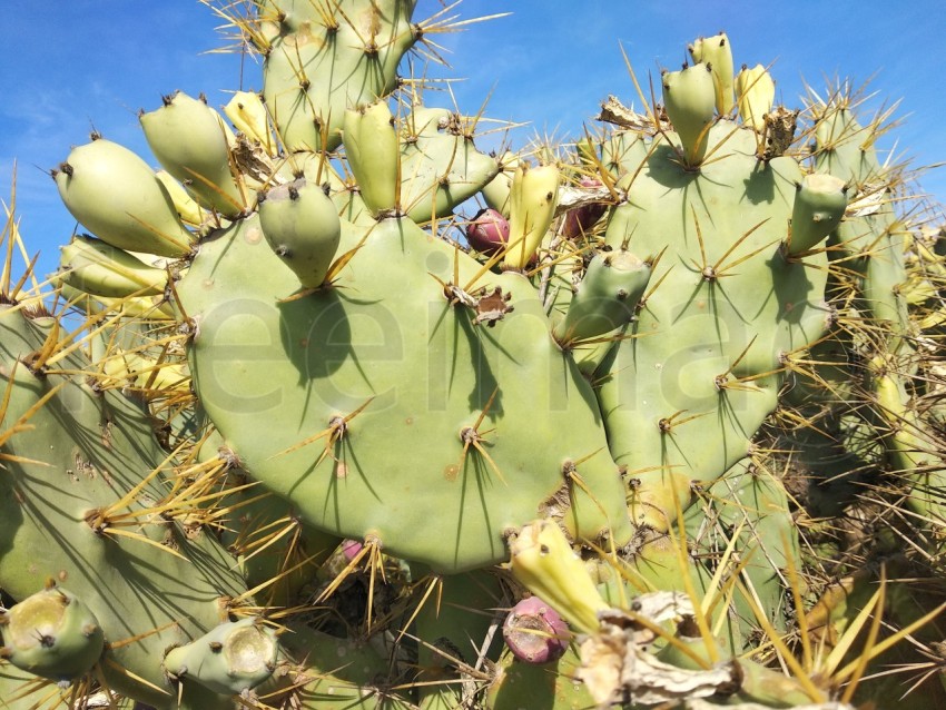 Opuntia Genus cactus natural con espinas