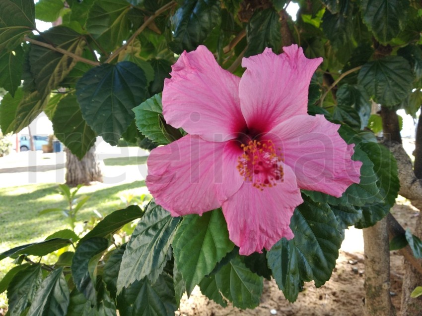 Flor de hibisco rosa perfecta en el entorno natural.