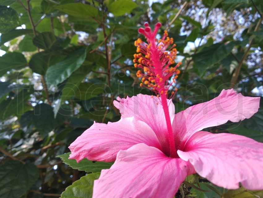 Imagen de una flor de hibisco roja