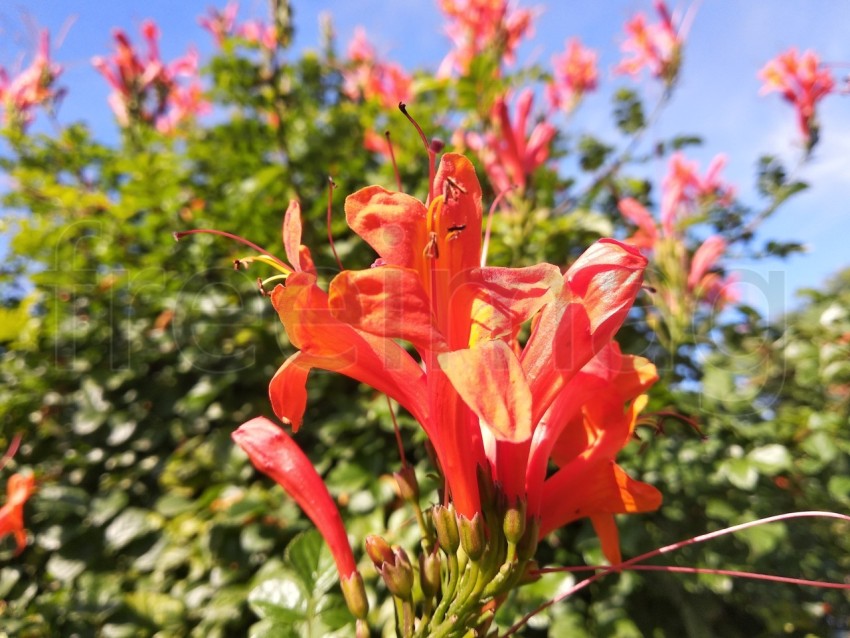 Hermoso fondo de flores. en el parque de la ciudad. flores naturales