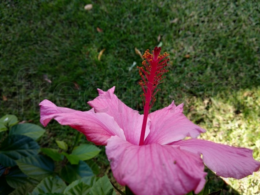 Flor hibisco fondo verde