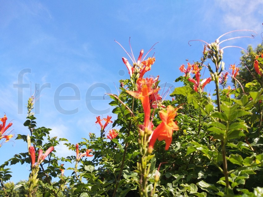 Flores naranja fondo cielo azul