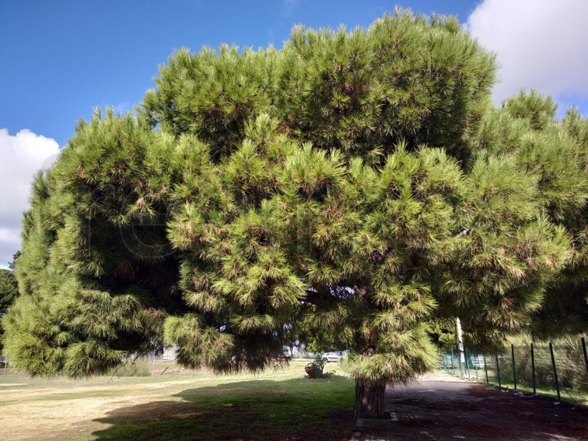 Pino piñonero Parque Natura