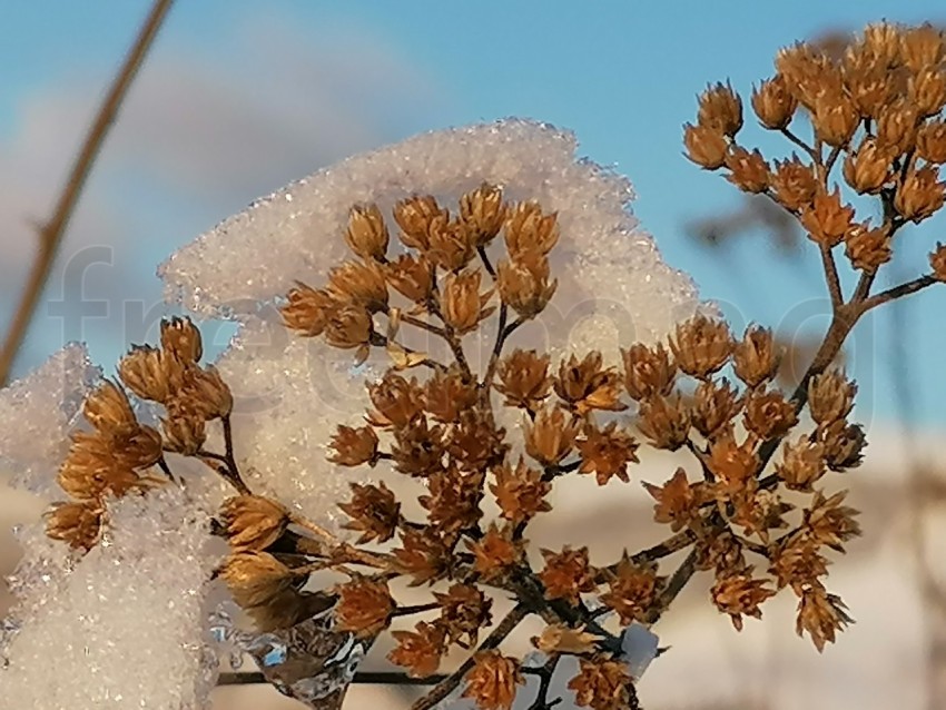 Planta de cerca cubierta de nieve.