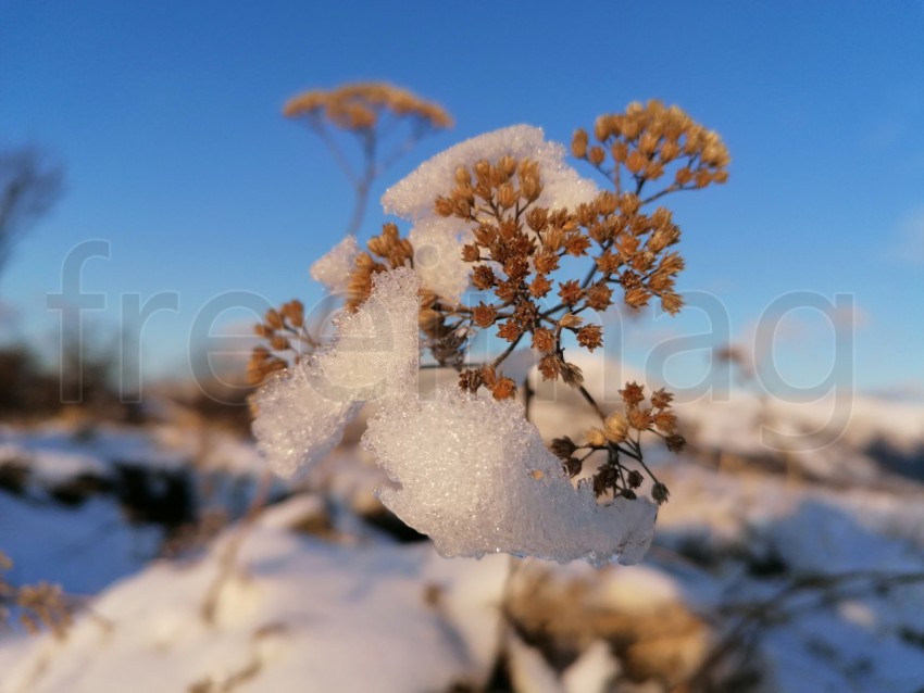 Planta cubierta de nieve