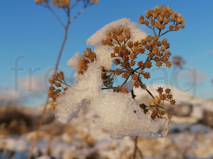 Planta en temporada de invierno cubierta de nieve