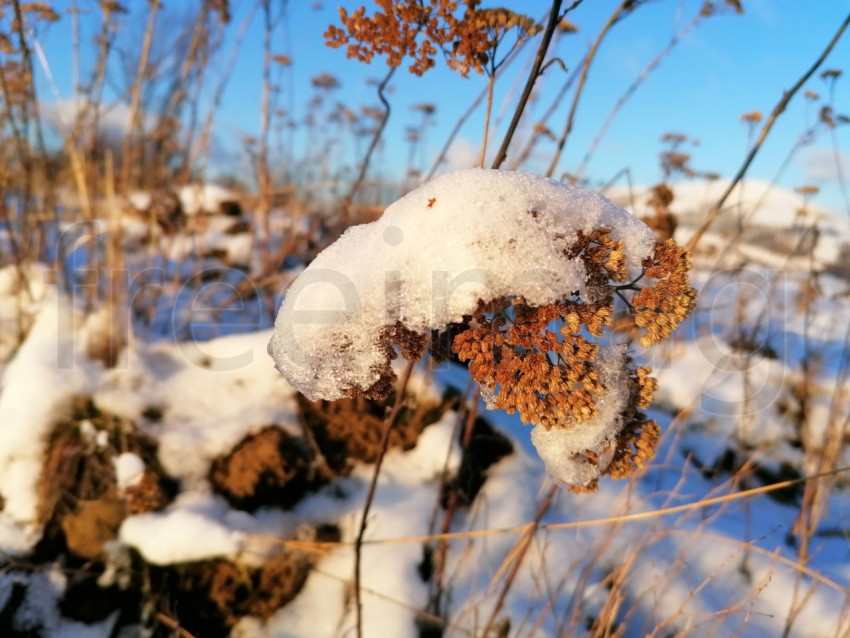 Temporada de invierno planta cubierta de nieve