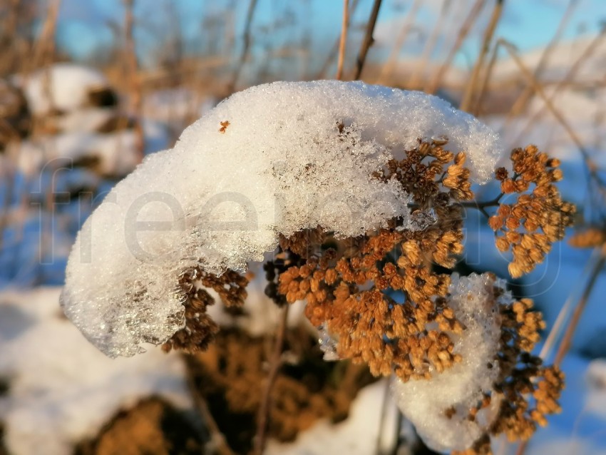 Nieve sobre planta, temporada de invierno