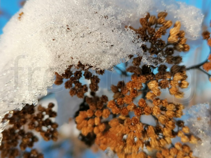 Nieve temporada de invierno planta cubierta