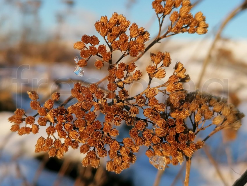 Makro planta en temporada de invierno