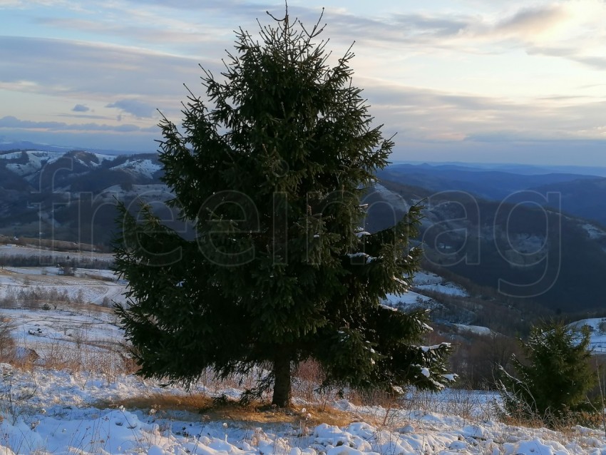 Árbol pino temporada de invierno