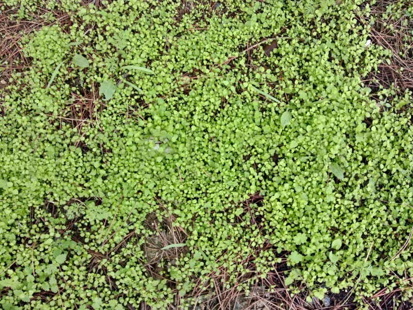 Textura de fondo natural de hierba verde