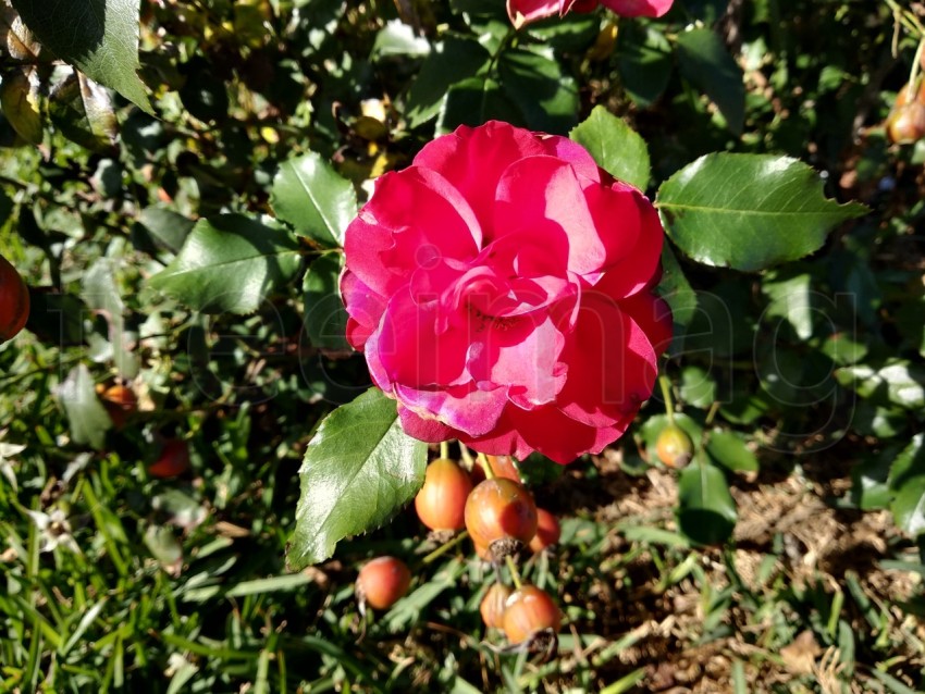 Abra la rosa del rojo fondo verde