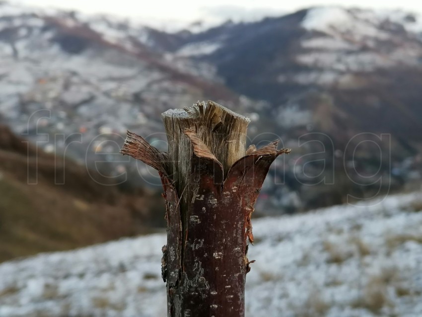 Primer plano de esta ca, fondo montaña cubierta de nieve