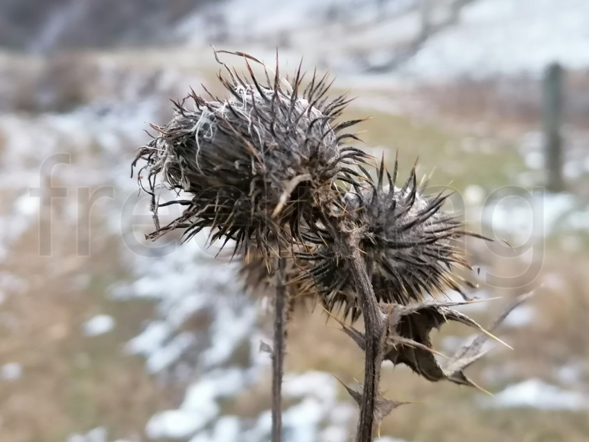 Macro planta con espinos.