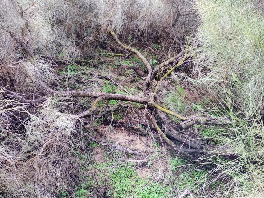 Ramas de árbol caído en el suelo