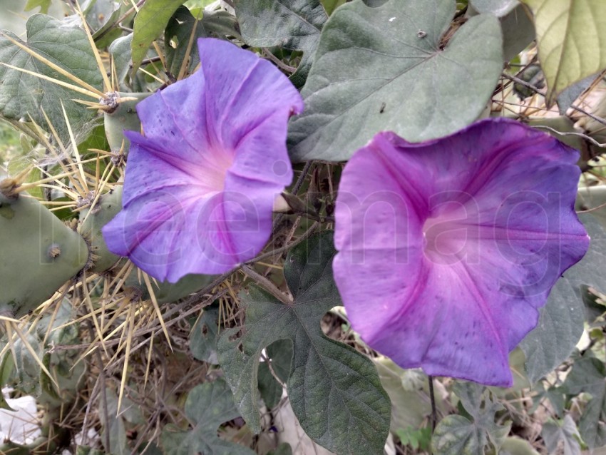 Flores Gloria azul de la mañana,  Ipomoea indica