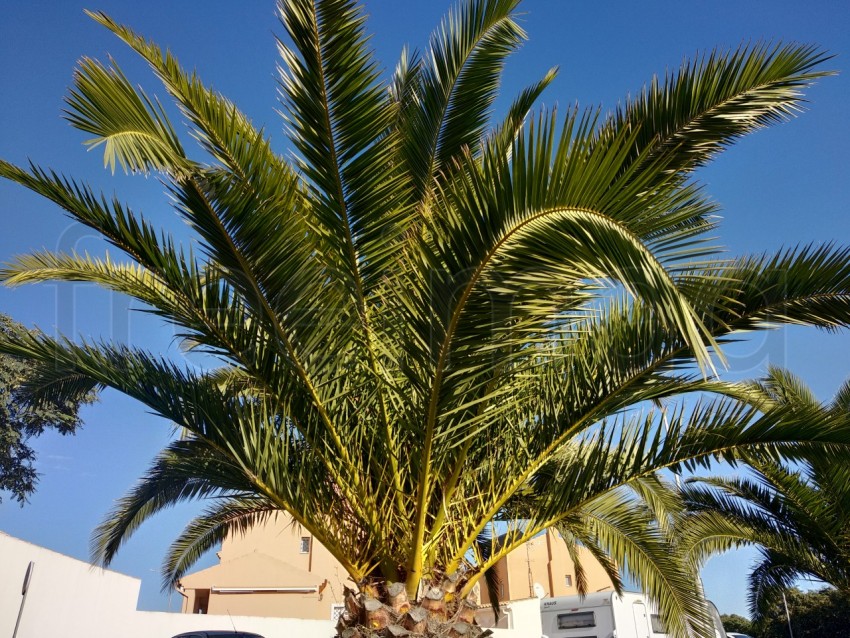 Palmera fondo cielo azul