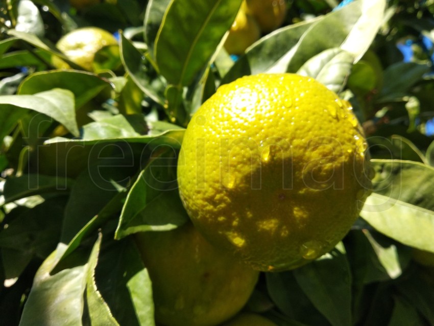 Naranja con gotas de agua