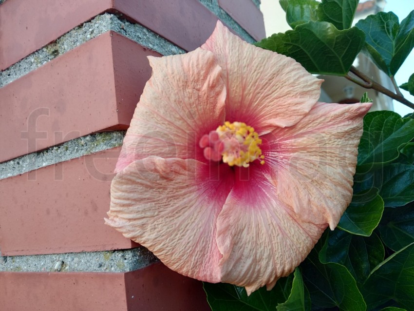 Flor de hibisco naranja