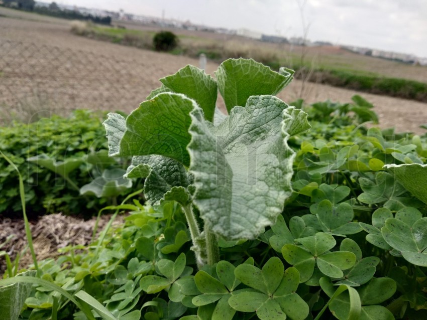 Foto hoja de Ecballium elaterium