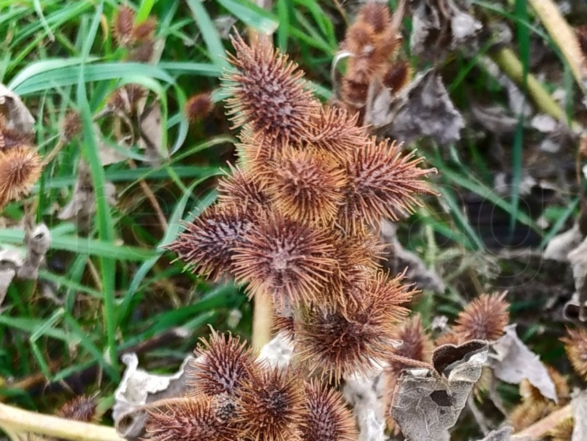 Foto de Planta con pinchos