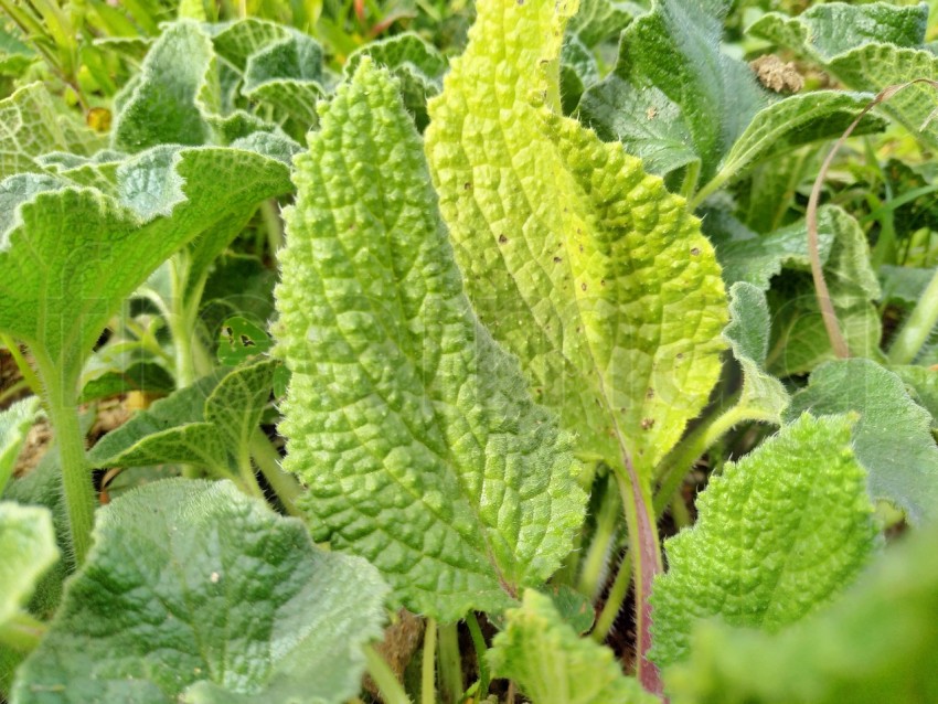 Planta verde de cerca