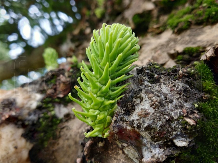 Araucaria árbol de cola de mono, pino